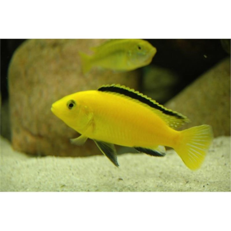 Labidochromis yellow - imagine 5